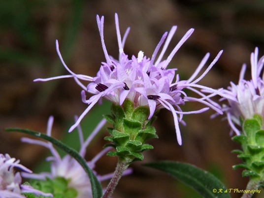{Liatris squarrulosa}